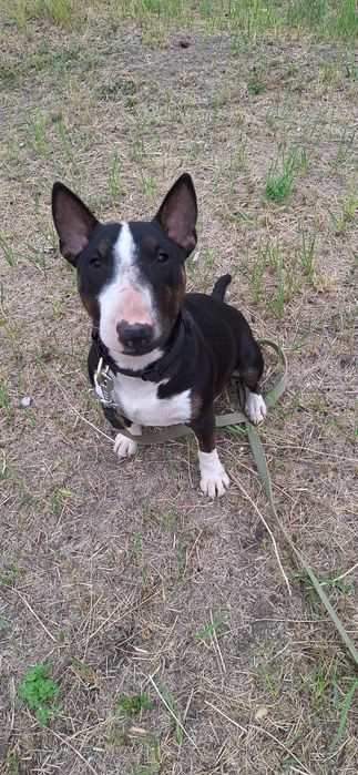 Зооготель | Перетримка собак у кінолога | Дресирування з проживанням