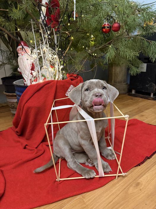 Мастино неаполітано дівчина колір ізабелла