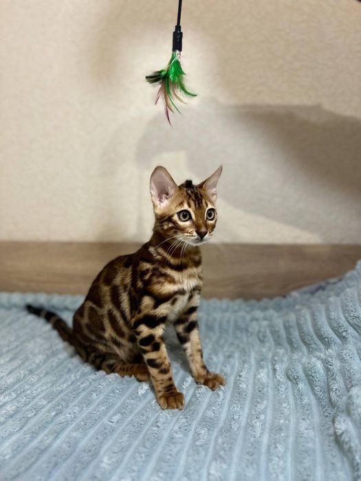 Бенгальський кіт,кошеня бенгал