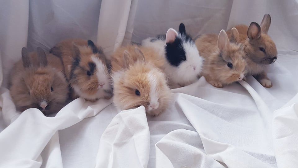 Malutkie Karzełki Królik króliki miniaturki miniaturka