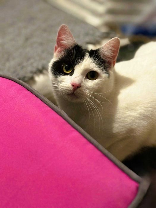 Łatka - urocza, drobna kotka do adopcji