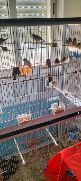 Passarinhos Exóticos