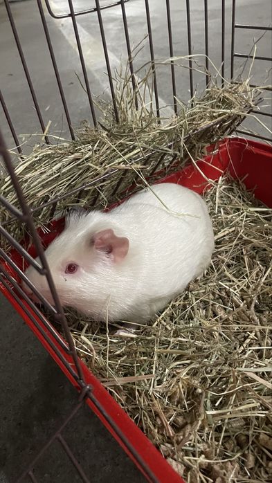 Porquinho da Índia albino com gaiola