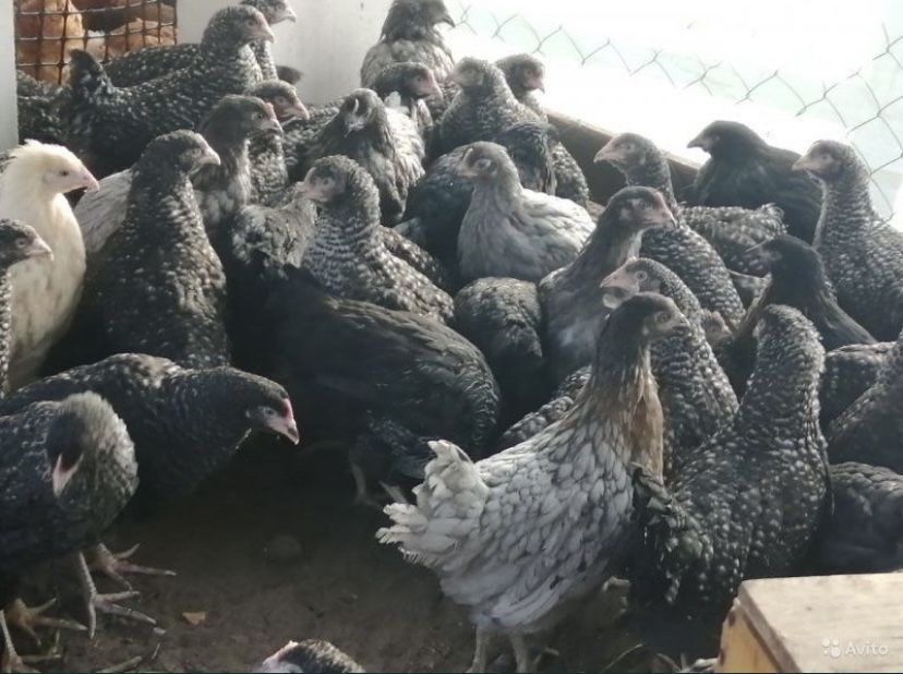 Курочки Домінанти молоді 4,5 місяця