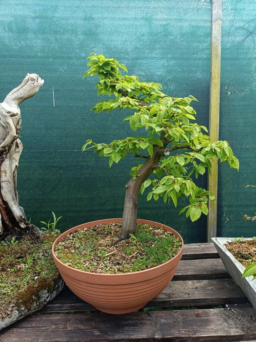 Grab bonsai yamadori