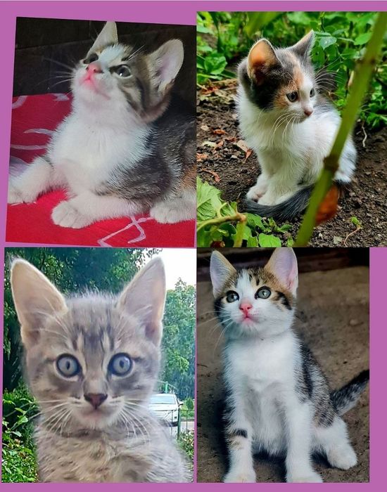 Котята
Алла +ищут дом 8