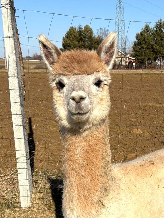 Alpaka - młoda samica