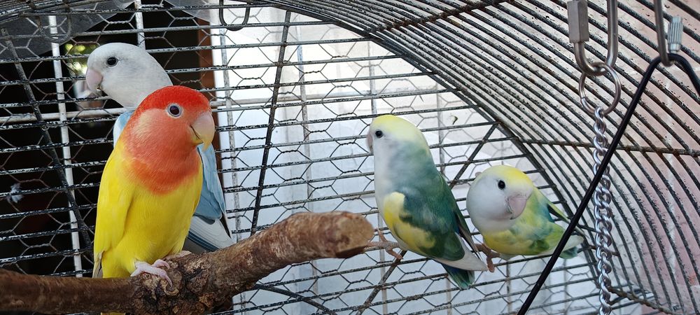 Rosicolis (Love Birds)