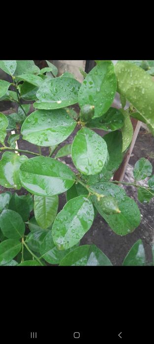 Кімнатний лимон київський