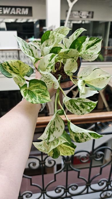 Епіпремнум Хеппі Ліф (Happy Leaf)