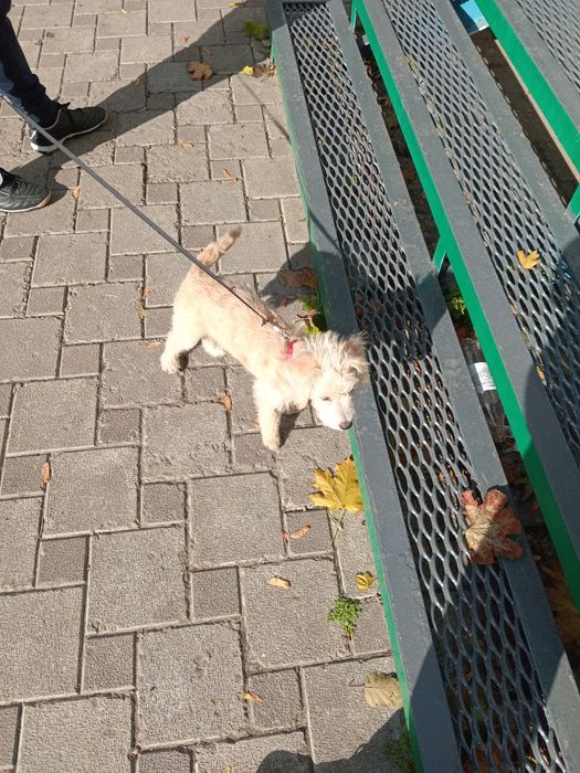 Пропала собака г.Харьков