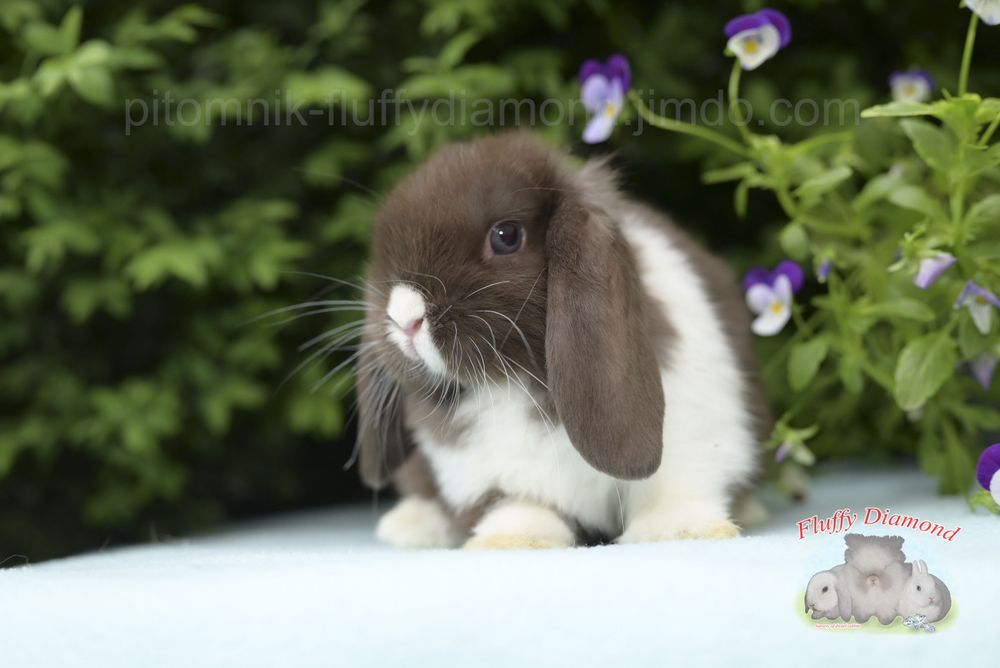 Висловухі кролики з розплідника "Fluffy Diamond" Карликові NHD