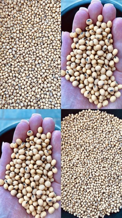 Продам насіння Сої !!!