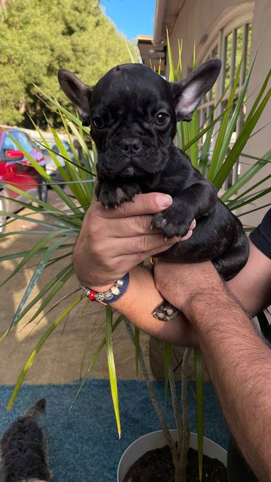 Bulldog Francês MACHO