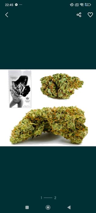 200 Gram Suszu AMNESIA Haze CBD

Topki są małej i średniej wielkości a