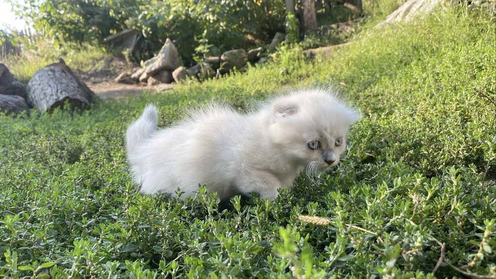 Продаю котиків