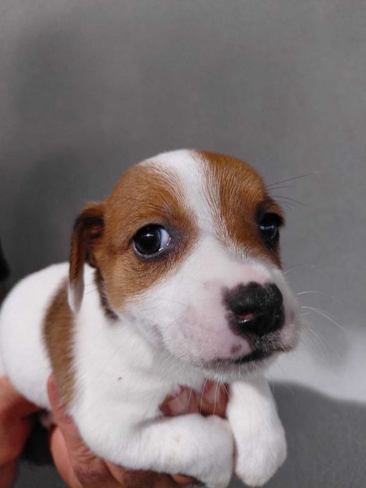 Jack Russel Terrier com LOP