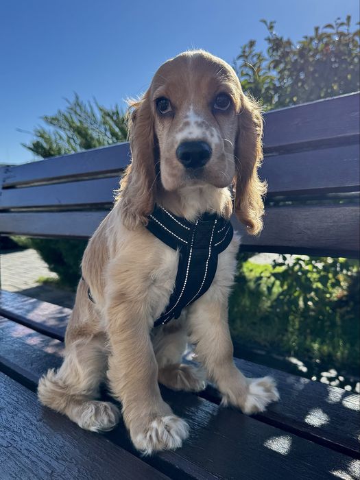 Цуценята англійського кокер спаніеля