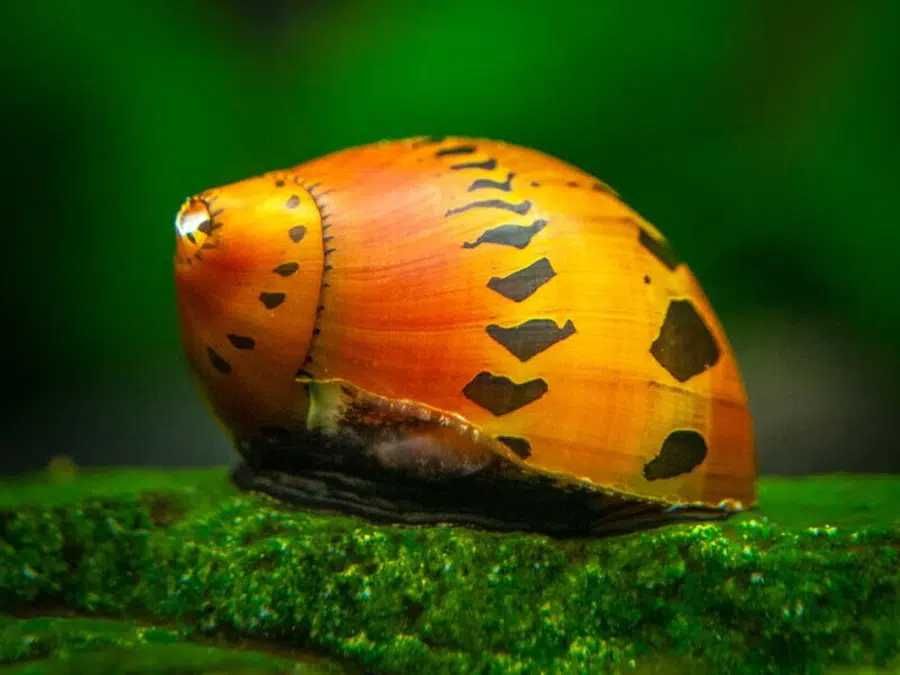 Ślimak Tiger Orange Track na glony (Neritina Sp.) WYSYŁKA AKWAWIN