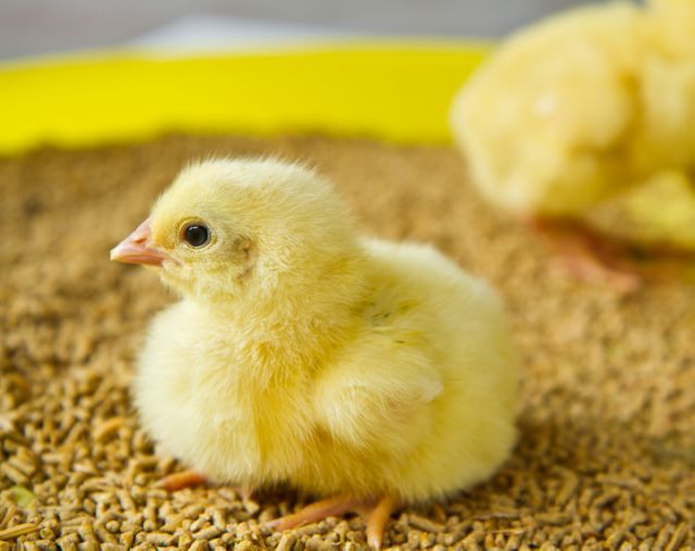 Бройлер суточный, добовий, долматинец, геркулес, утка, качка