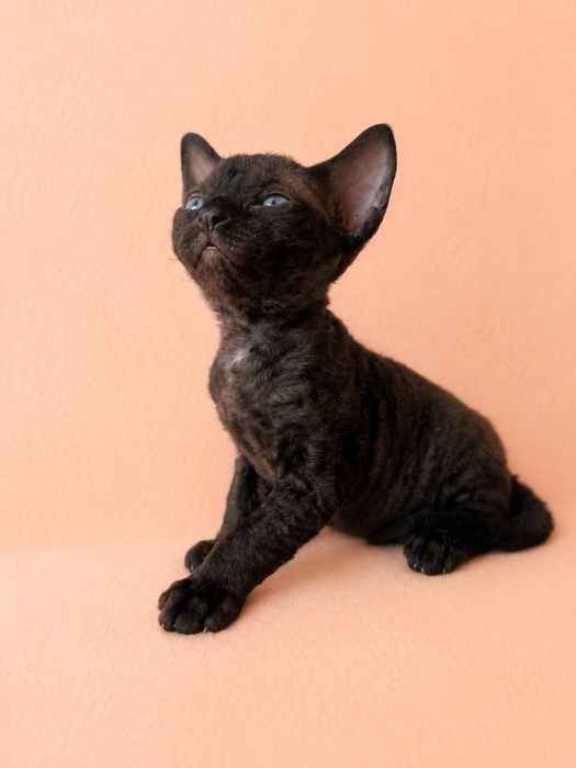Дівчинка Девон рекс/ Devon Rex