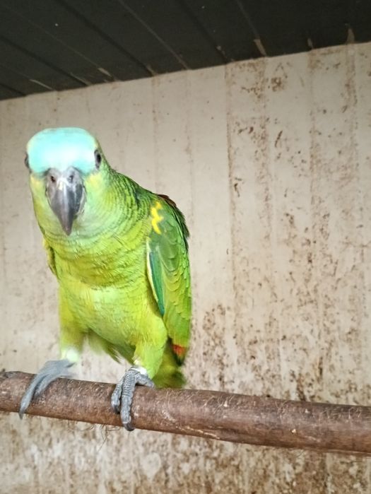 Amazona aestiva bebes