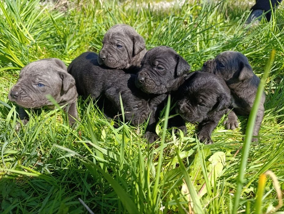 Цуцики кане корсо .