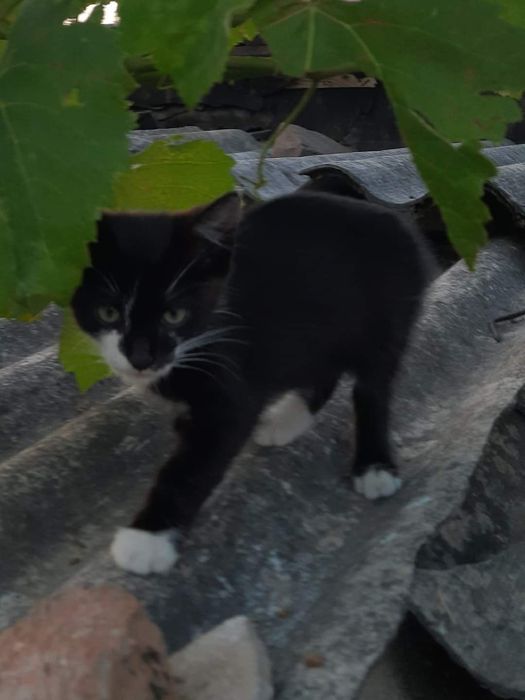 Малеча шукає родину