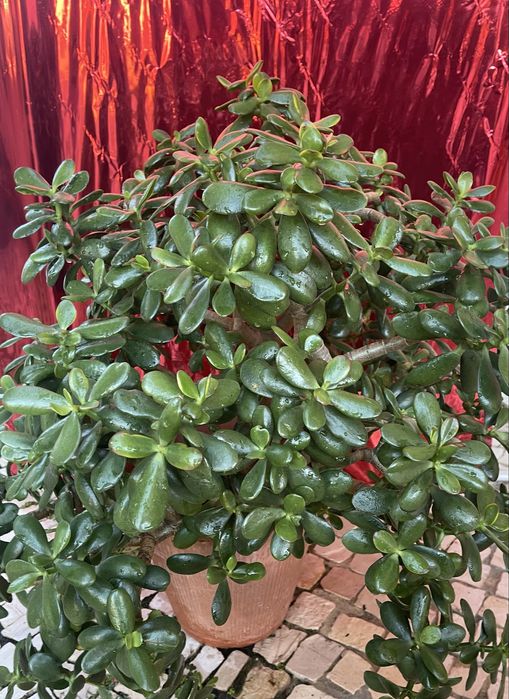 Plantas diversas em vasos (crassula, espada s.jorge, bambu)