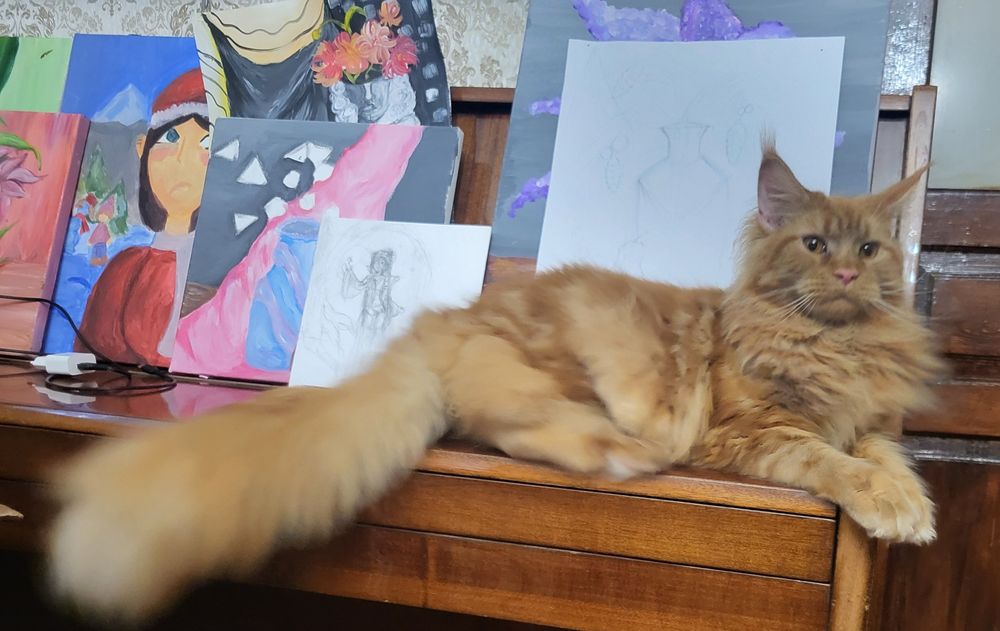 Котята Мейн-кун, питомник