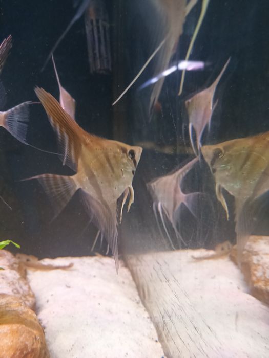 Pterophyllum  manacapuru skalar