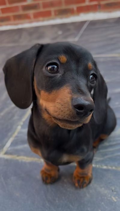 Такса 1,5 місяця чудове цуценя для доброї родини.