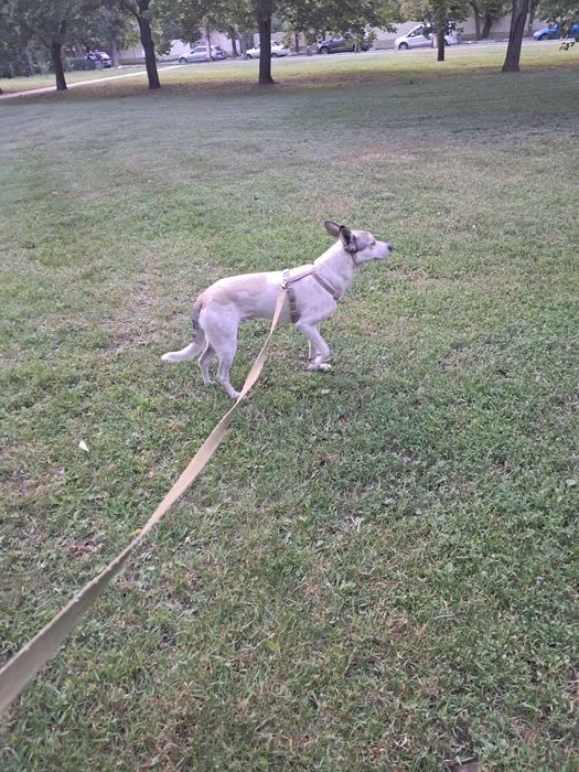 Передержка животных