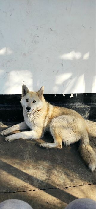 Віддам собаку в добрі руки