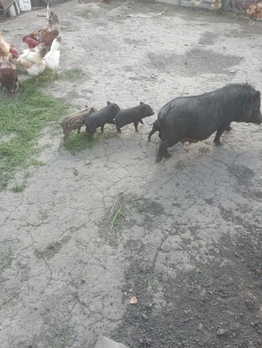 В'єтнамські кабанчики.Можлива доставка по району.