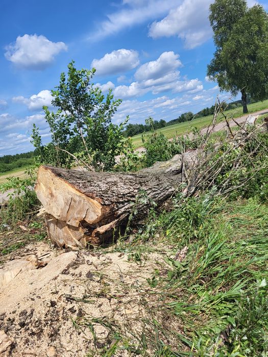 Sprzedam drzewo topola kanadyjska