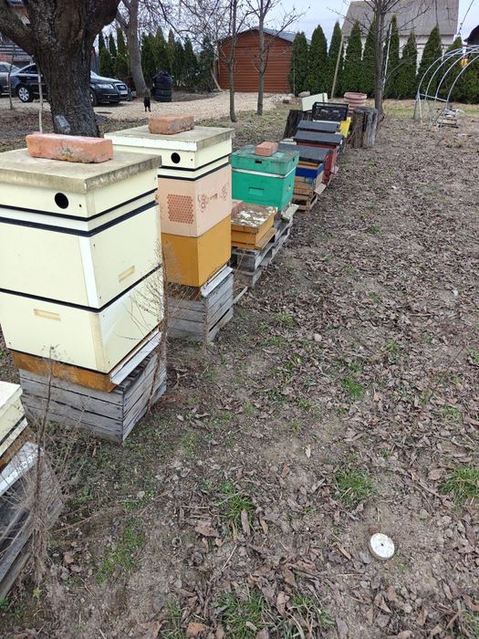 Ule pszczele  drewniane i styrodurowe