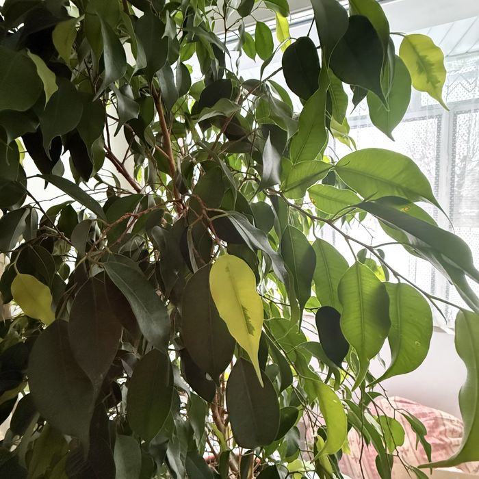 Розкішний фікус Бенджаміна