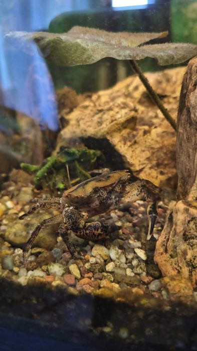 Krab mekong thelpusa
