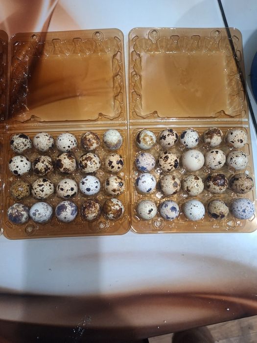 Перепелинні домашні яйця, лоток -60 грн