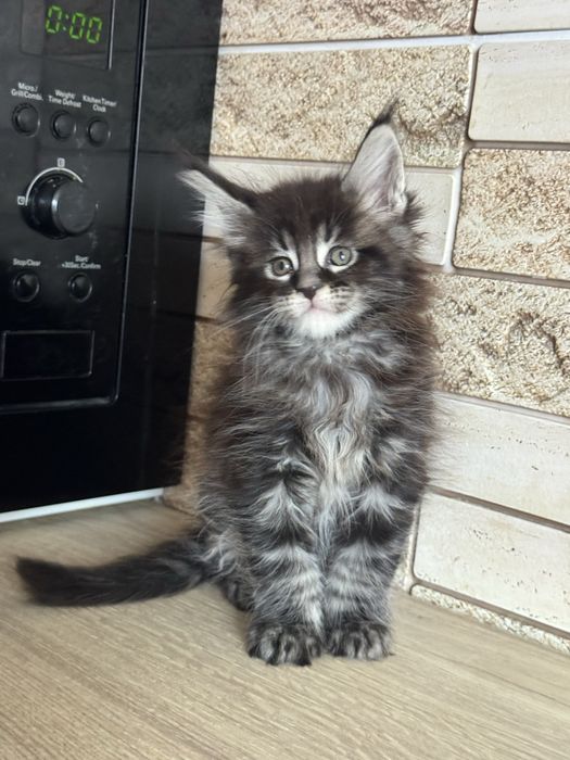 Продам котенка мейн-кун( девочка ns 22) серебро гентесты