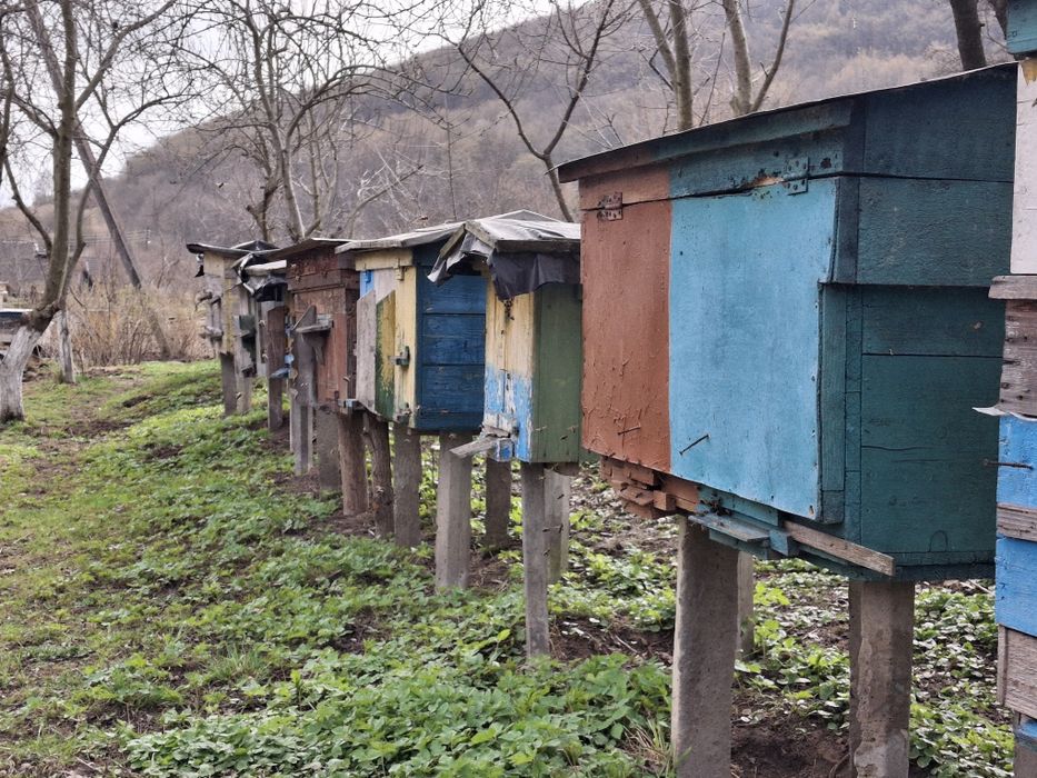 Продається мед ,натуральний без домішок