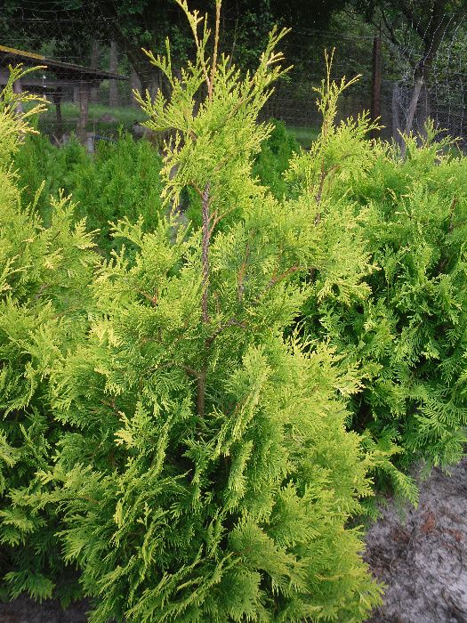 tuja 110-150 cm złocista europe gold aurescens szmaragd złoty jened