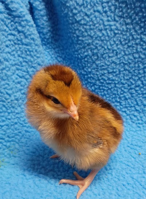 Pisklaki 1 dniowe, kury,koguty