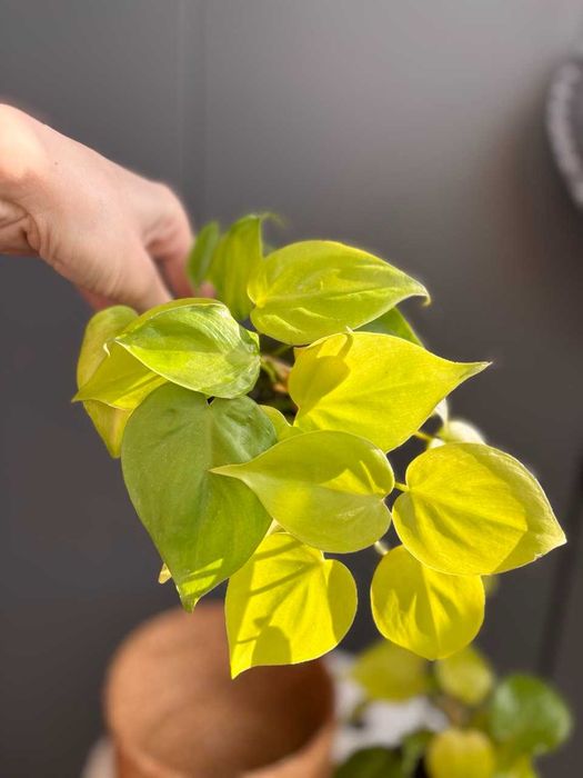 Філодендрон Лемон Лайм / Scandens Lemon Lime