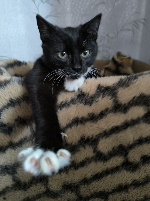 Кому гарненьке кошеня, буде чудовим компаньйоном