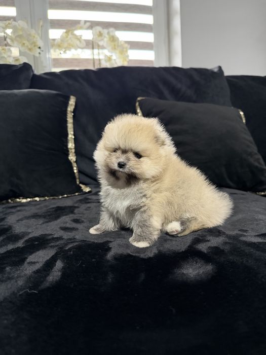 Pomeranian szpic miniaturowy