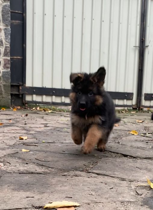 Цуценята німецької вівчарки КСУ-FCI