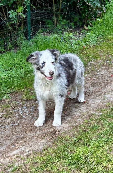 Border collie-piesek