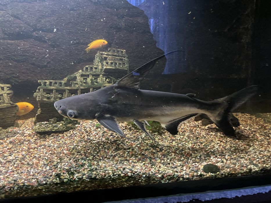 Продам сома пангасиус приблизно 50см